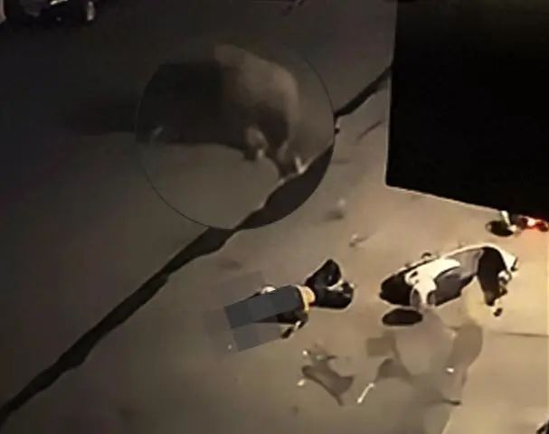 海南一地疯牛街头乱撞致人员受伤!警方开枪击毙 海南一地疯牛街头乱撞致人员受伤!警方开枪击毙