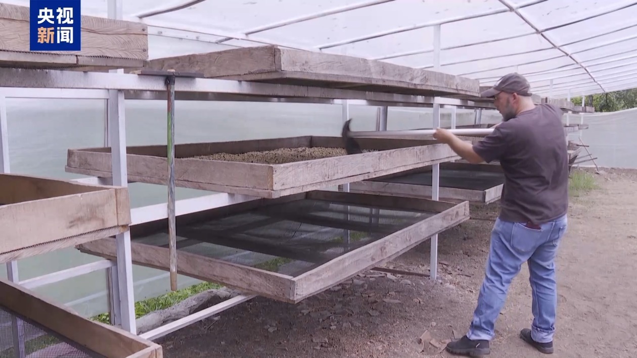 哥伦比亚咖啡业迎来全面复苏 产量和出口量均大幅增加