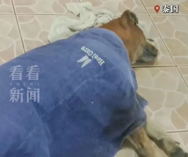 75岁老人病逝，狗狗随主人一同离世...网友泪目：最纯粹的爱