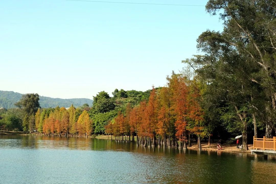 广州又“红”了！一年一度限定版美景，别！错！过！