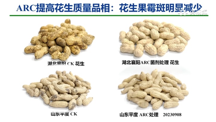 为了让你吃上无霉菌的花生 院士费尽心思→ 为了让你吃上无霉菌的花生 院士费尽心思→