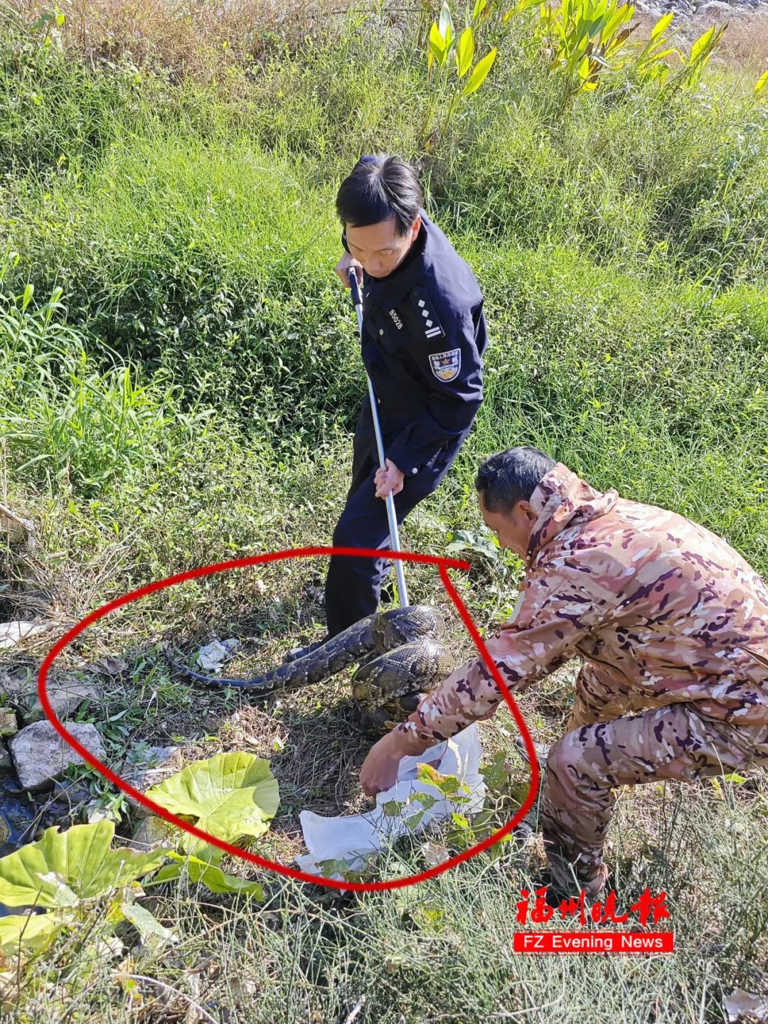 可怕！永泰惊现巨蟒！已盘踞多日