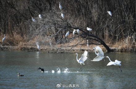 太原汾河景区湿地公园迎来大批候鸟栖息越冬