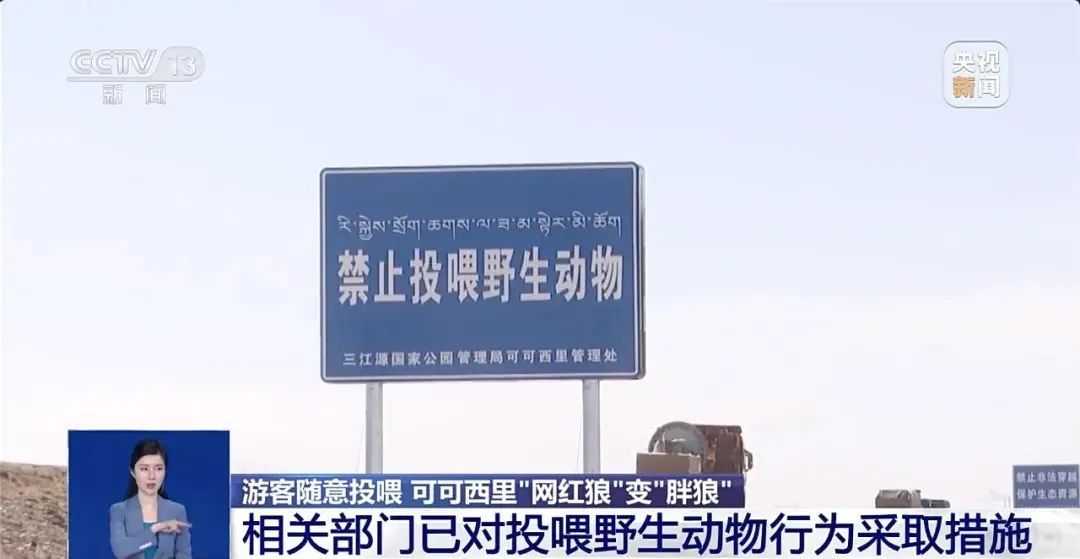 担心的事发生了!可可西里讨食狼被车压死?曾有人警告…… 担心的事发生了!可可西里讨食狼被车压死?曾有人警告……