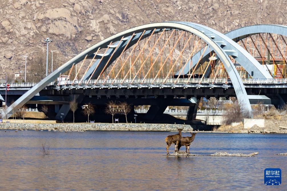 白唇鹿现身拉萨河 白唇鹿现身拉萨河