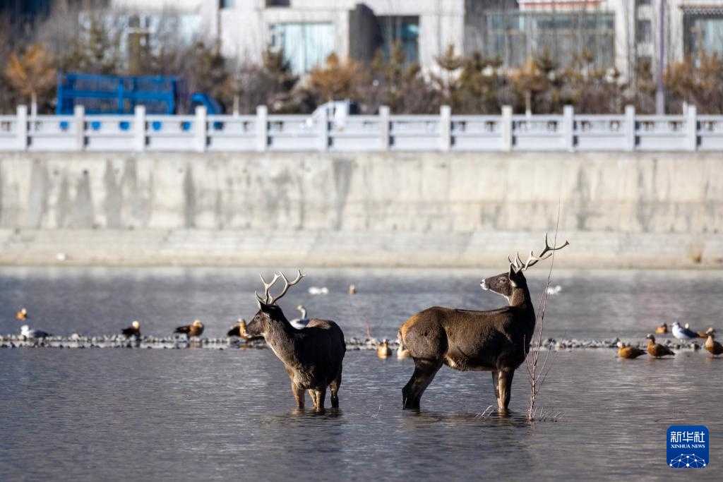 白唇鹿现身拉萨河 白唇鹿现身拉萨河