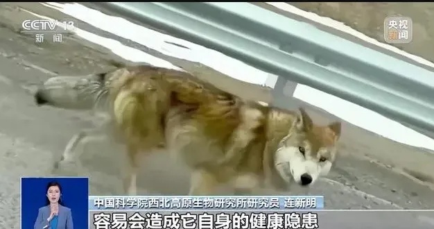 担心的事发生了!可可西里讨食狼被车压死?曾有人警告…… 担心的事发生了!可可西里讨食狼被车压死?曾有人警告……