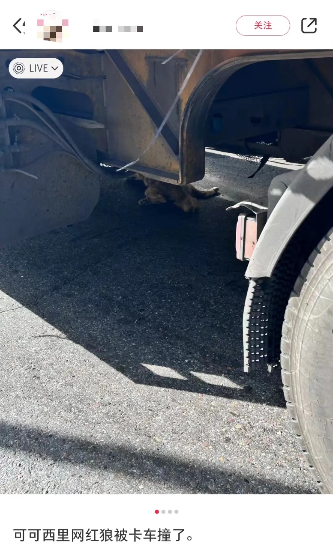 担心的事发生了!可可西里讨食狼被车压死?曾有人警告…… 担心的事发生了!可可西里讨食狼被车压死?曾有人警告……