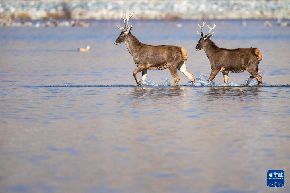 白唇鹿现身拉萨河 白唇鹿现身拉萨河
