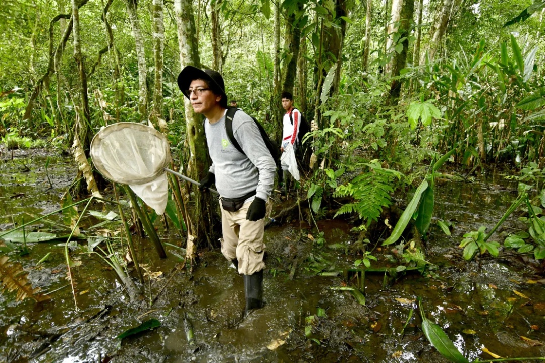 秘鲁发现27个新物种，其中包括“肿鼻子”圆头鱼和水生老鼠