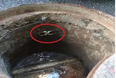 @上海人 这周准备迎接"阴冷魔法"！这股味道你闻到过吗→