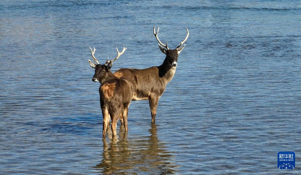 白唇鹿现身拉萨河 白唇鹿现身拉萨河