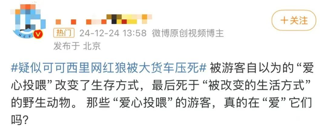 可可西里网红狼被货车压死?工作人员:都是投喂惹的祸 可可西里网红狼被货车压死?工作人员:都是投喂惹的祸