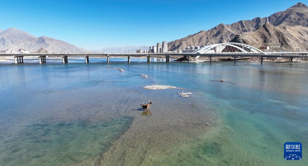 白唇鹿现身拉萨河 白唇鹿现身拉萨河