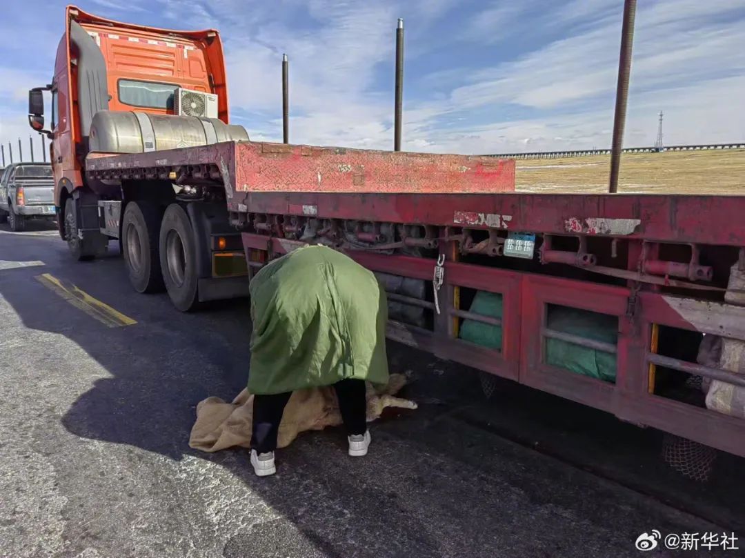 担心的事发生了！“网红狼”被货车压死？官方通报