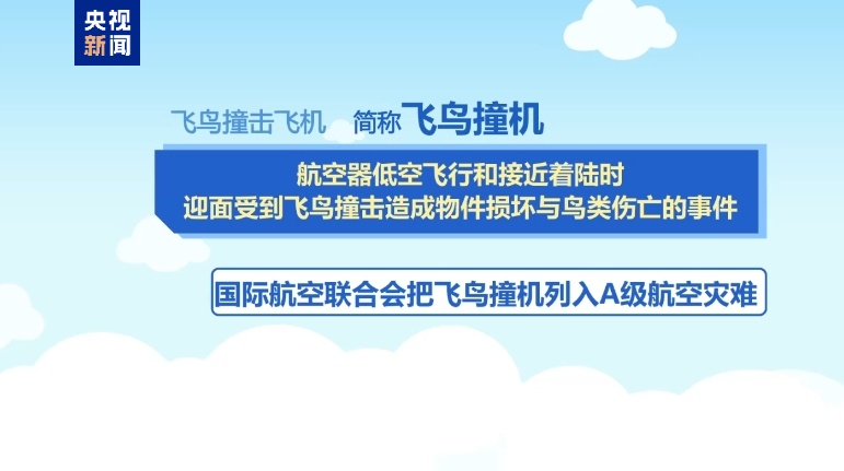 阿塞拜疆航空公司客机坠毁原因是飞鸟撞击？能躲开吗？专家分析