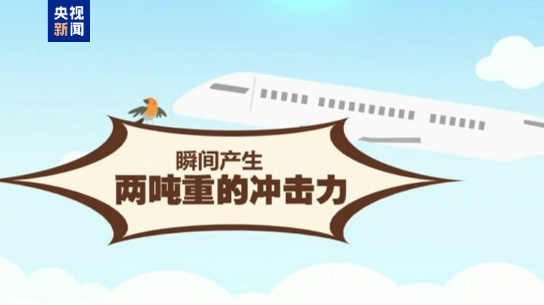 阿塞拜疆航空公司客机坠毁原因是飞鸟撞击？能躲开吗？专家分析