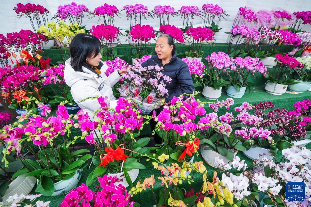 年宵花热销迎新年