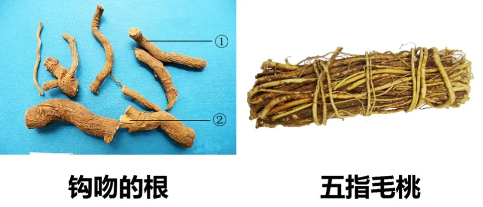 有人被毒倒！提醒：千万别拿来煲汤！