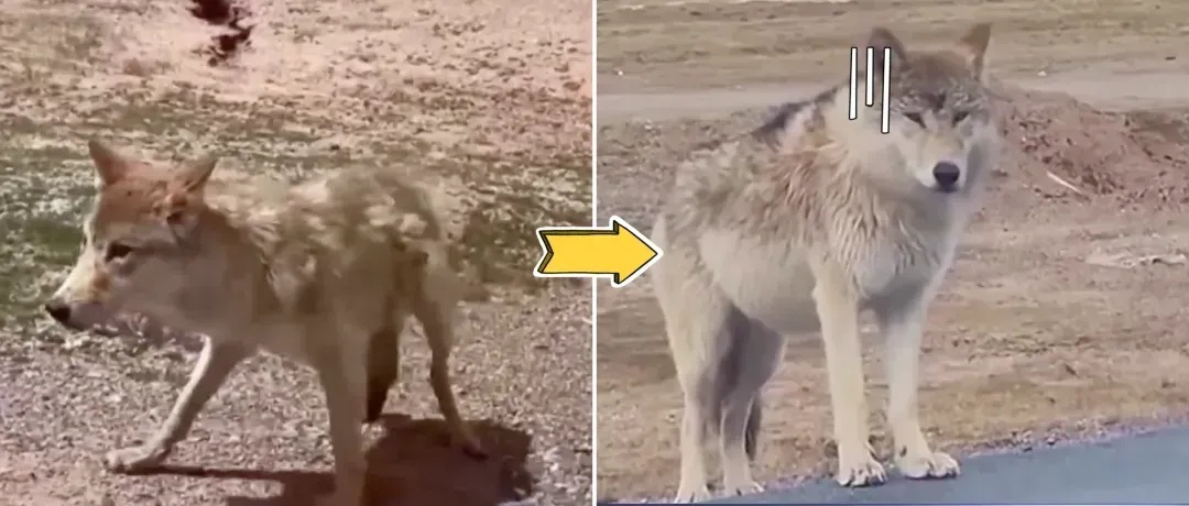 担心的事发生了！“网红狼”被货车压死？官方通报