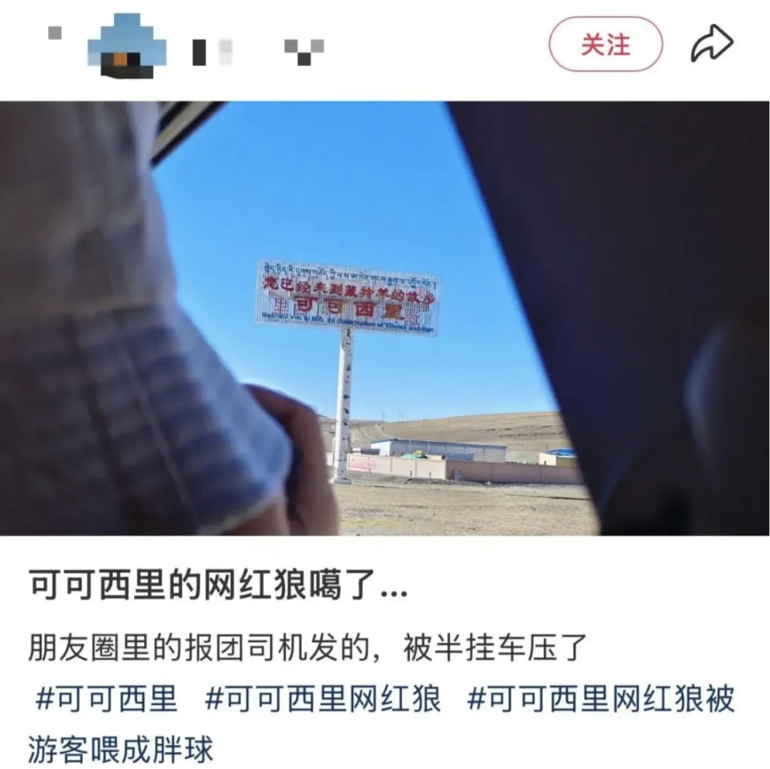 担心的事发生了！“网红狼”被货车压死？官方通报