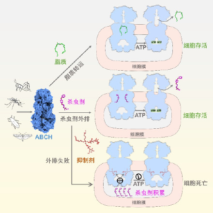 我国科学家破解害虫防御和解毒机制