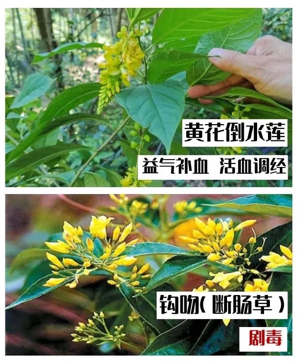 有人被毒倒！提醒：千万别拿来煲汤！