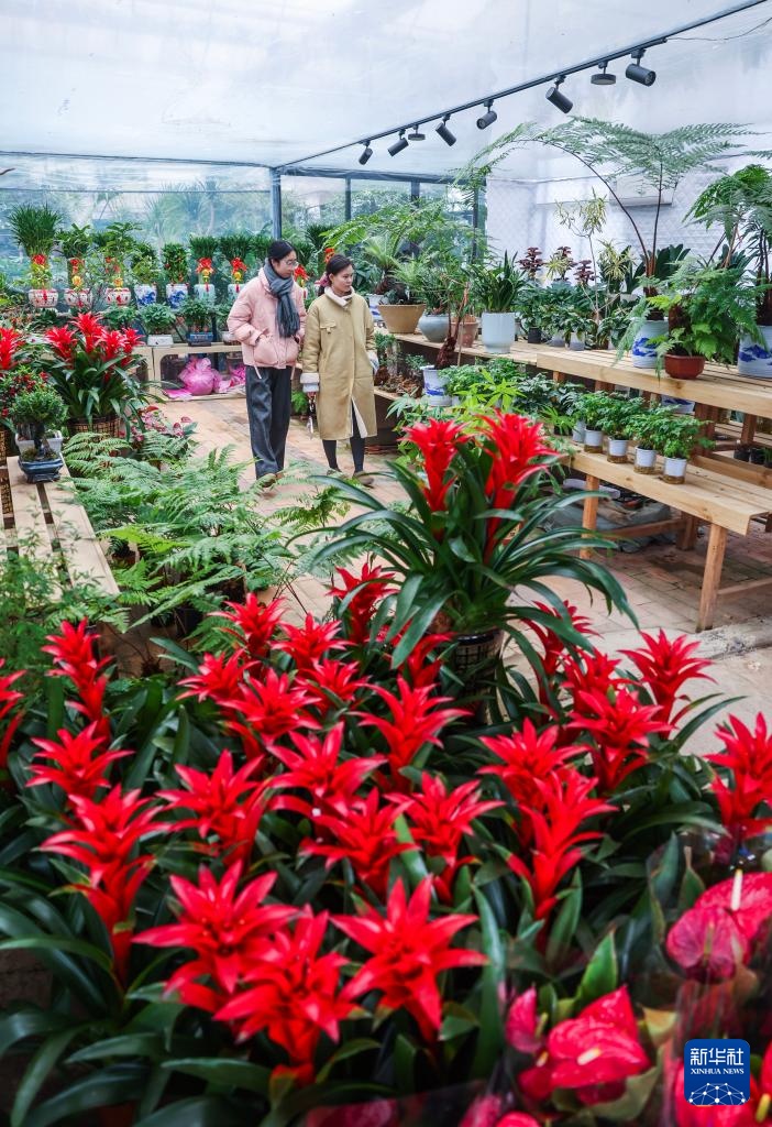 年宵花热销迎新年