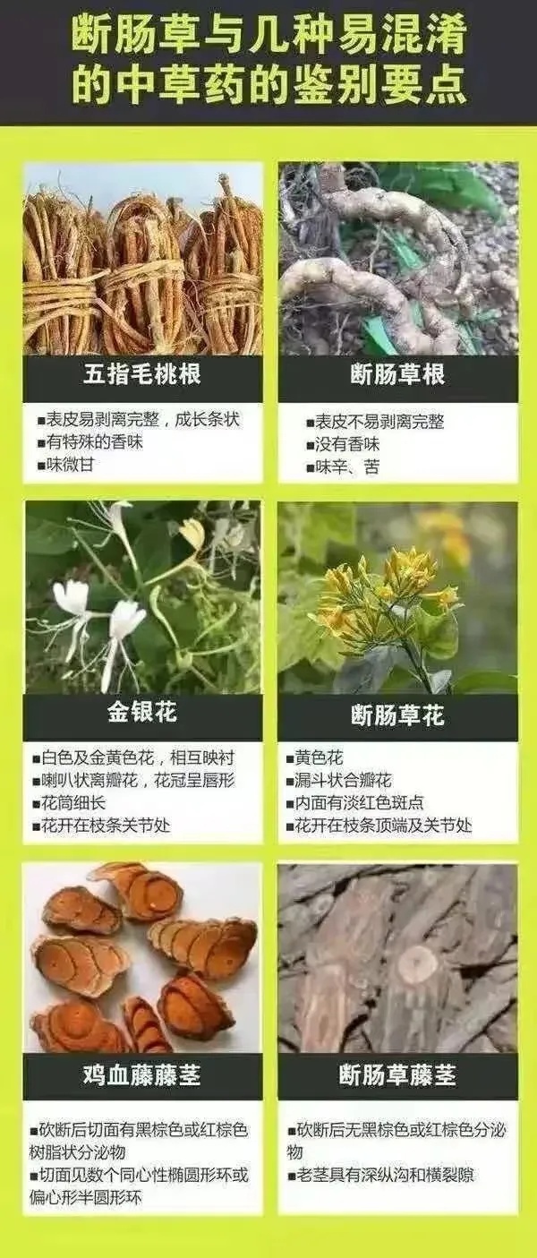 有人被毒倒！提醒：千万别拿来煲汤！