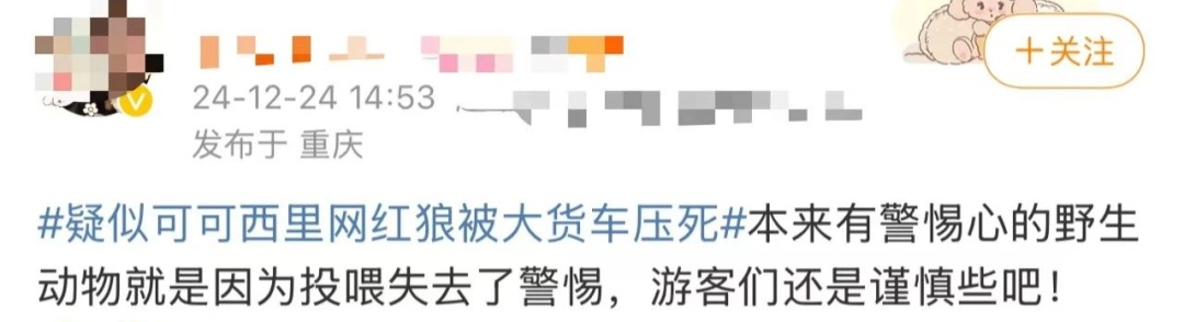 担心的事发生了！“网红狼”被货车压死？官方通报