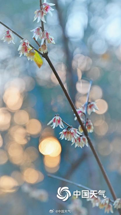 暗香浮动 北京颐和园蜡梅花开正盛