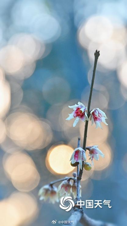 暗香浮动 北京颐和园蜡梅花开正盛