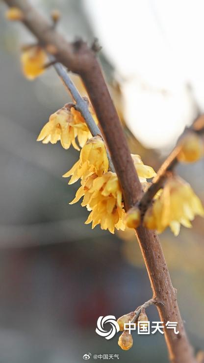 暗香浮动 北京颐和园蜡梅花开正盛