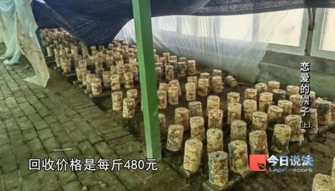 跟着网恋对象种灵芝能月入一两万？背后是一个涉案2100余万元的诈骗团伙