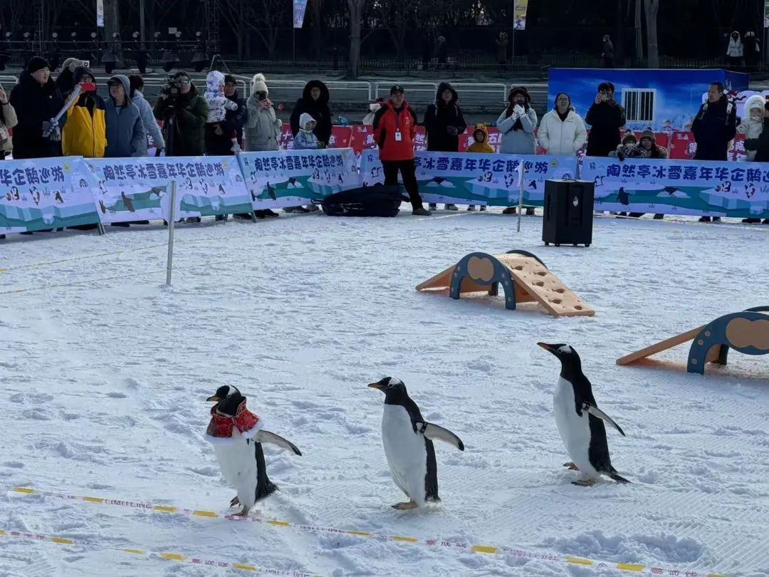 @北京的朋友:周末走起?去公园玩雪! @北京的朋友:周末走起?去公园玩雪!