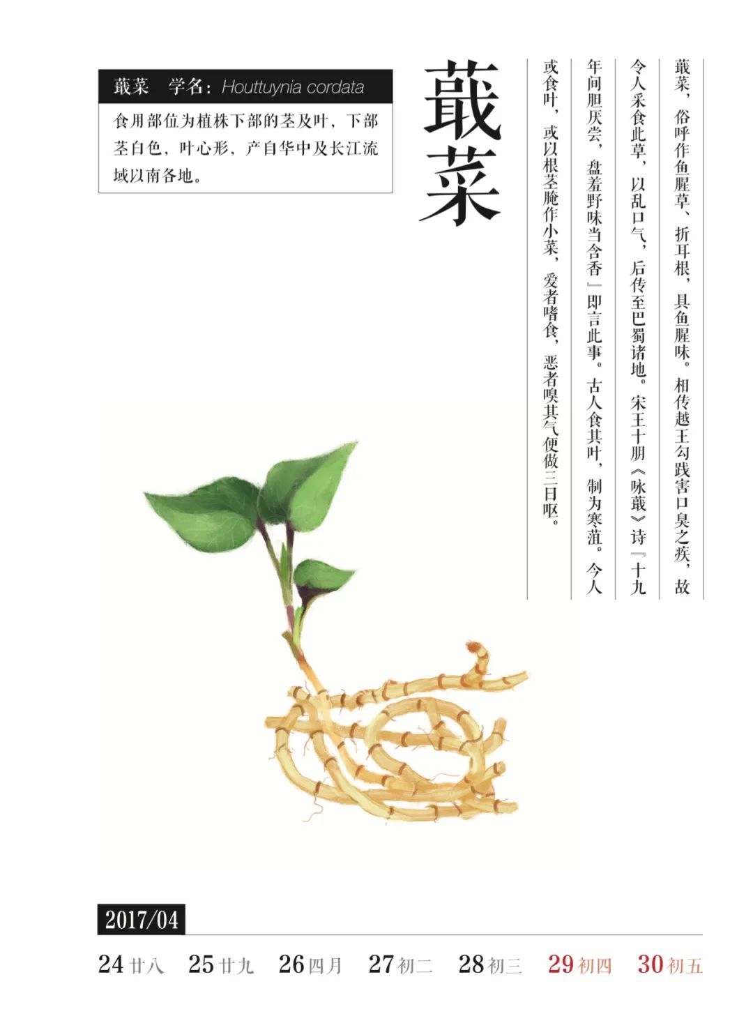 盘点那些被读错的植物 | 荸荠、蕺菜、藠头,见过吃过也听过,就是不会读? 盘点那些被读错的植物 | 荸荠、蕺菜、藠头,见过吃过也听过,就是不会读?