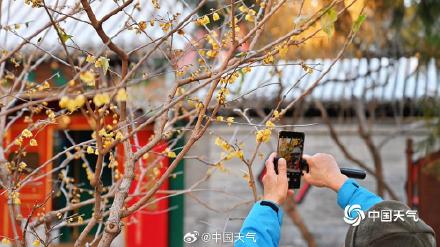 暗香浮动 北京颐和园蜡梅花开正盛