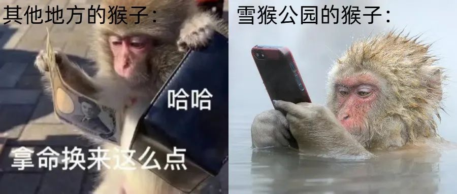 泡温泉、玩手机,日本雪猴是如何过上这么惬意的冬季生活? 泡温泉、玩手机,日本雪猴是如何过上这么惬意的冬季生活?