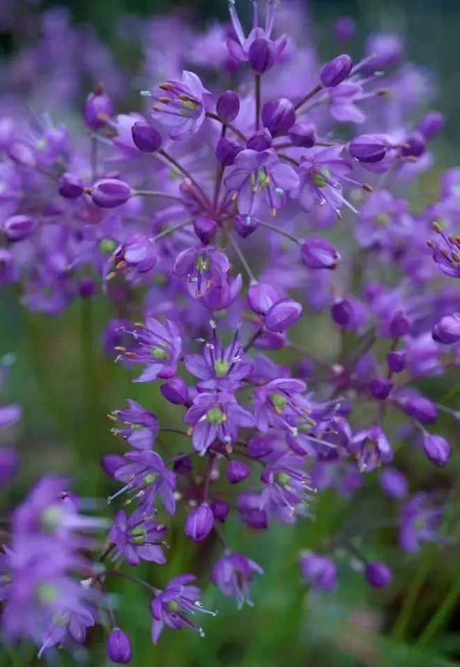 盘点那些被读错的植物 | 荸荠、蕺菜、藠头,见过吃过也听过,就是不会读? 盘点那些被读错的植物 | 荸荠、蕺菜、藠头,见过吃过也听过,就是不会读?