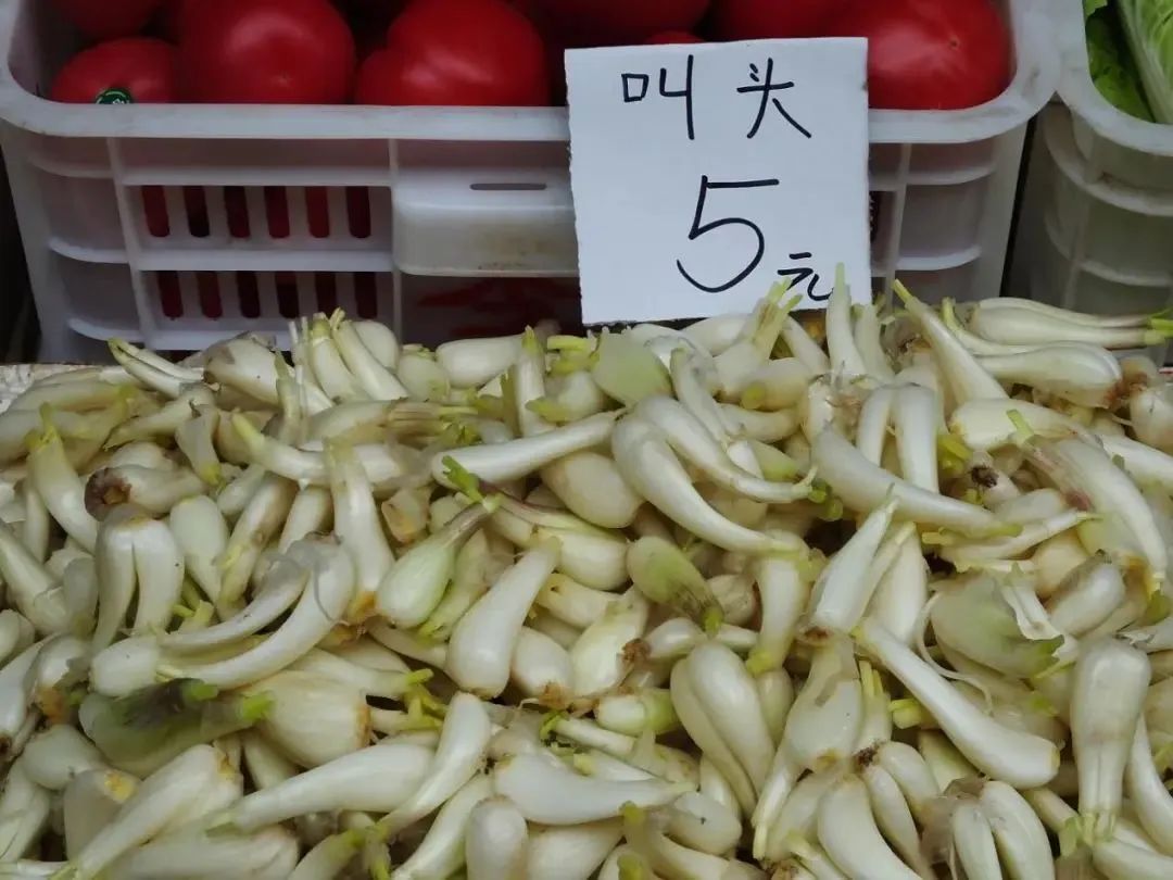 盘点那些被读错的植物 | 荸荠、蕺菜、藠头,见过吃过也听过,就是不会读? 盘点那些被读错的植物 | 荸荠、蕺菜、藠头,见过吃过也听过,就是不会读?