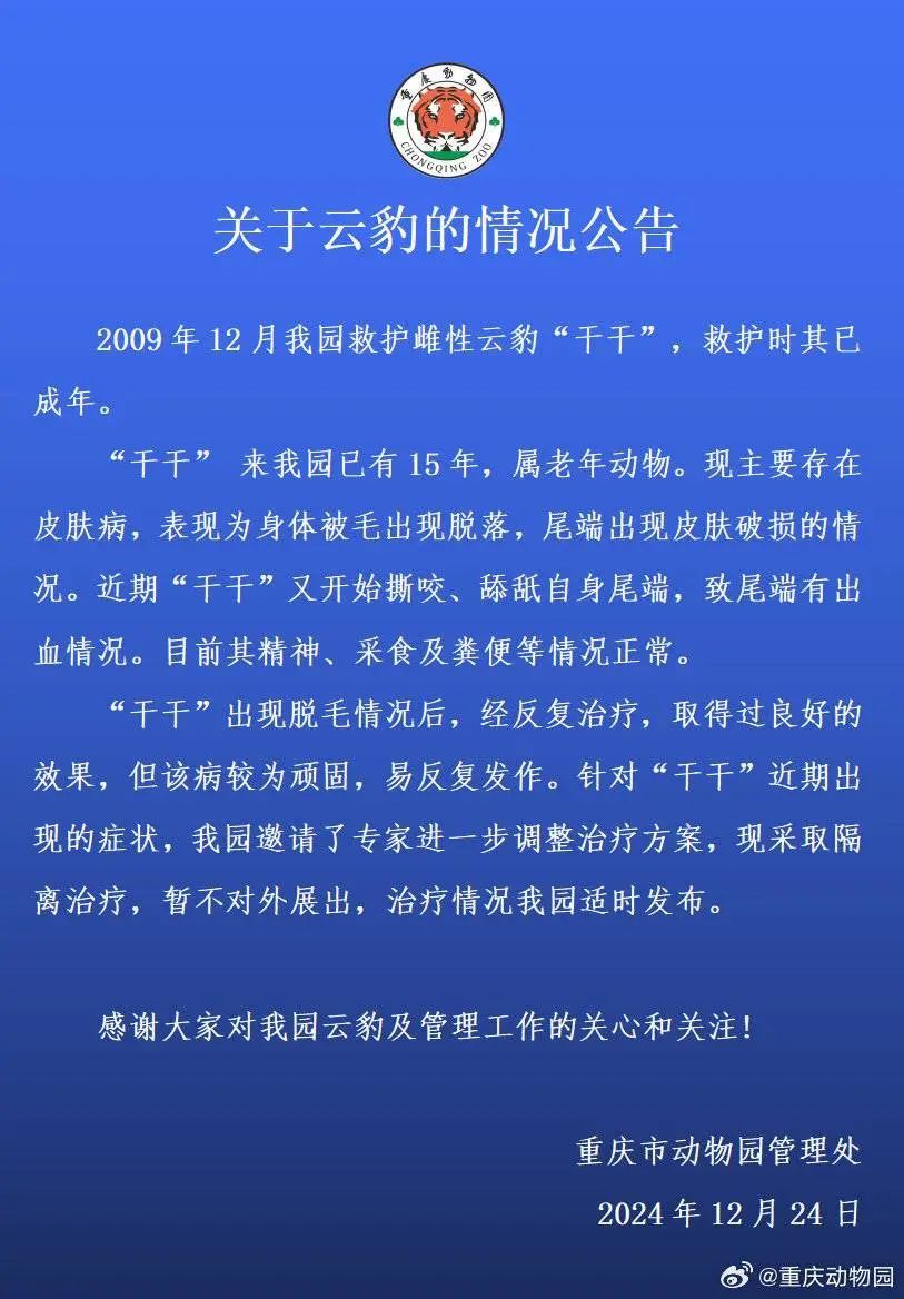 云豹“干干”撕咬尾端致出血？重庆动物园通报