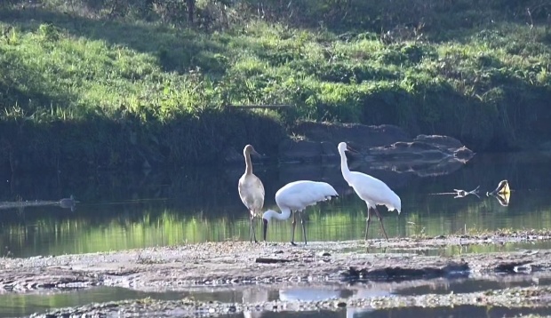 休宁: 村民开车回家，途中惊现“四不像”！专家鉴定，它是...