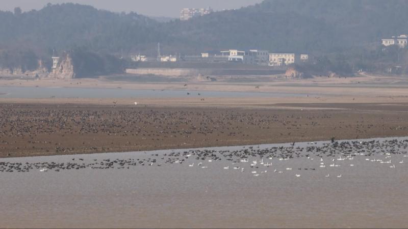 万鸟翔集  鄱阳湖都昌湖区越冬候鸟数量达到高峰