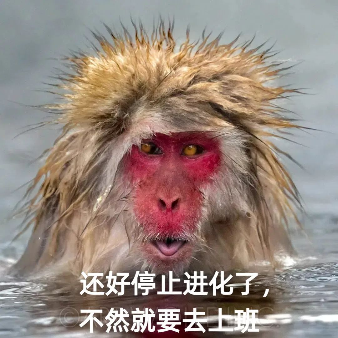 泡温泉、玩手机,日本雪猴是如何过上这么惬意的冬季生活? 泡温泉、玩手机,日本雪猴是如何过上这么惬意的冬季生活?