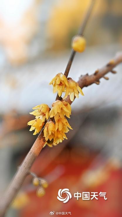 暗香浮动 北京颐和园蜡梅花开正盛