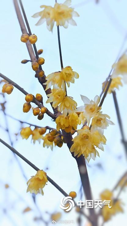 暗香浮动 北京颐和园蜡梅花开正盛