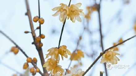 暗香浮动 北京颐和园蜡梅花开正盛