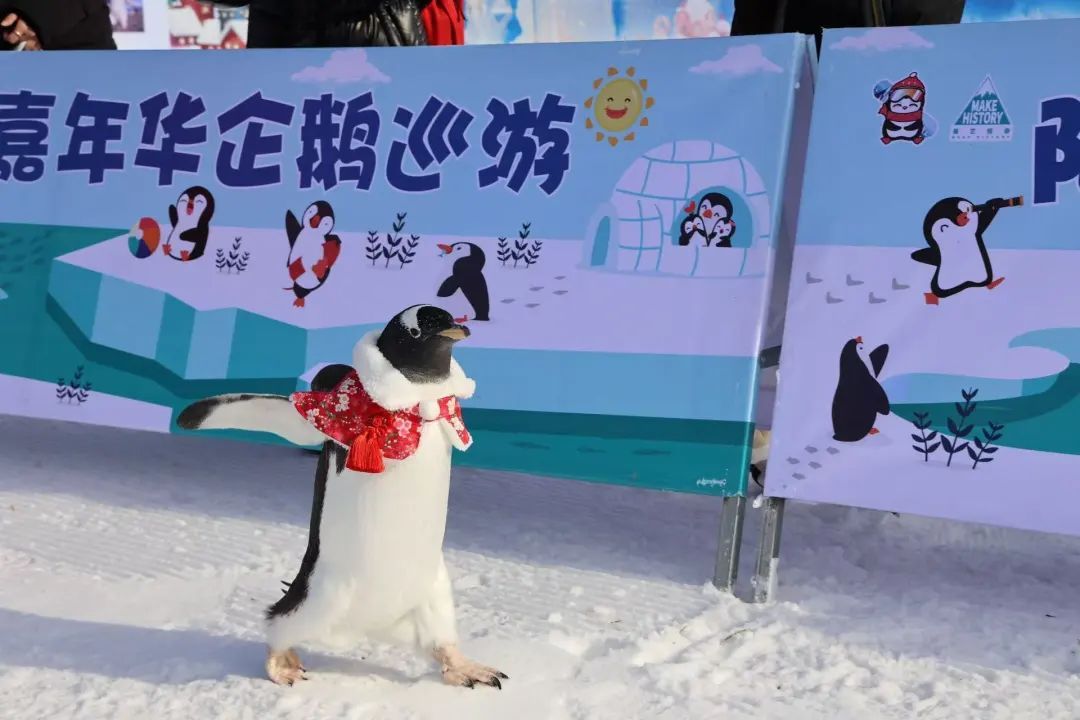 @北京的朋友:周末走起?去公园玩雪! @北京的朋友:周末走起?去公园玩雪!