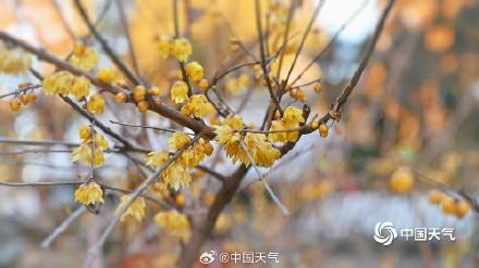 暗香浮动 北京颐和园蜡梅花开正盛