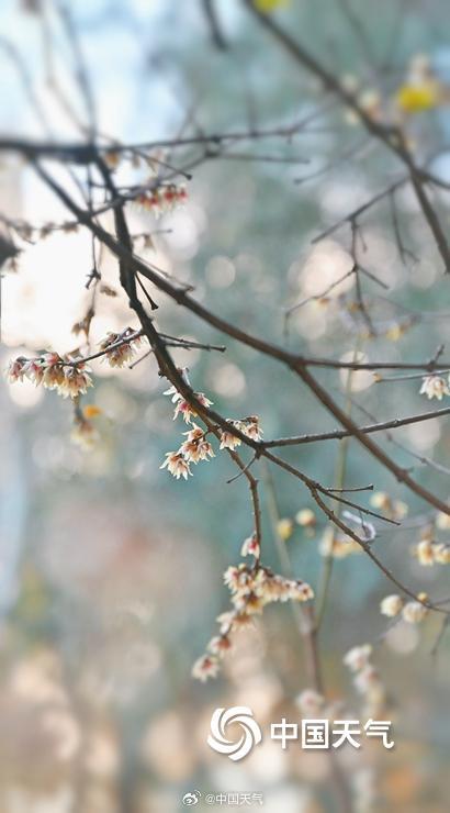 暗香浮动 北京颐和园蜡梅花开正盛